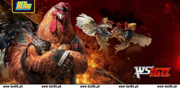 Some information about the WS168 cockfighting hall